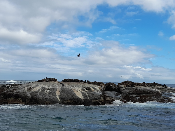 Duiker Island