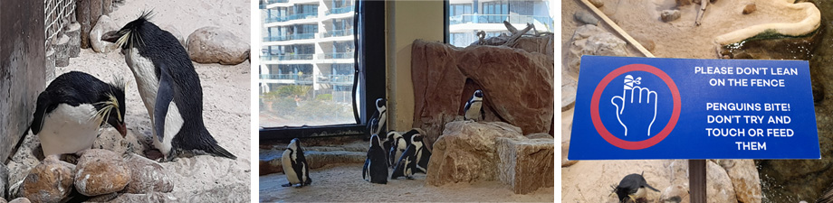 Penguins!