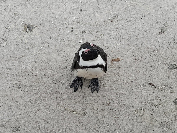 Boulders Beach