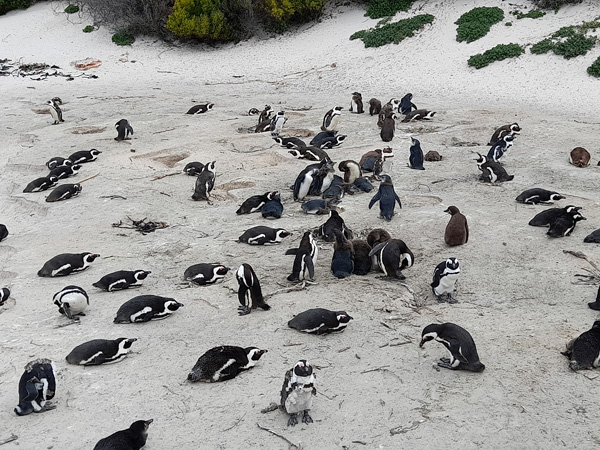 Boulders Beach