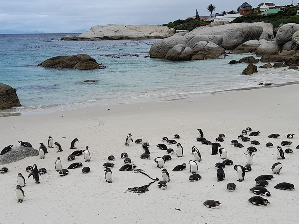 Boulders Beach