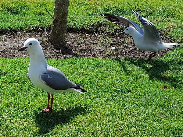 Seagulls