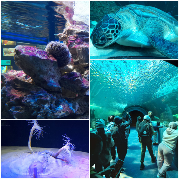 Some creatures at Two Oceans Aquarium