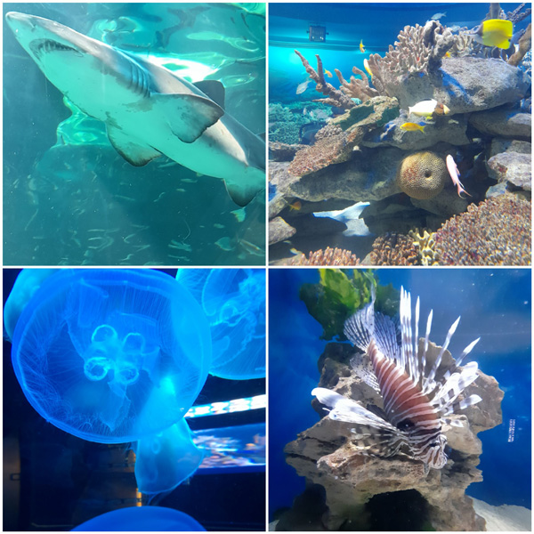 Some creatures at Two Oceans Aquarium